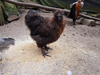 Kohout hedvábnička velká vousatá - 2