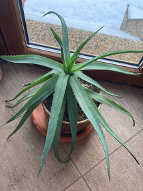 Aloe pravá - Aloe Vera - 2