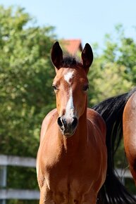 American quarter horse hřebeček - 2