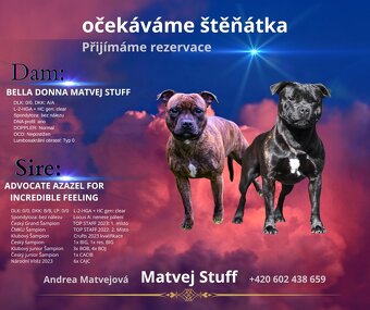 Štěňata Stafordšírského bulteriéra s PP - 2