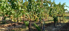 Vinici 2,6h. ( bio produkce) - 2