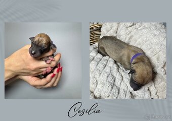Štěně chrt/whippet/vipet s PP - 2