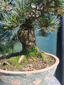 Bonsai,bonsaj Borovice Drobnokvètá - 2