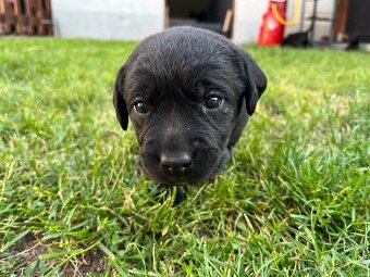 Labradorský retrívr - 2
