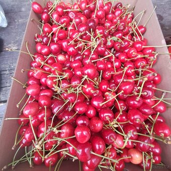 Třešně že zahrádky 80 Kč/kg - 2