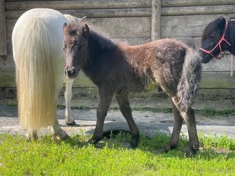 Shetland pony s PP hřebeček - 2