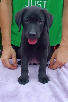 Labradorský retriever s PP - 2