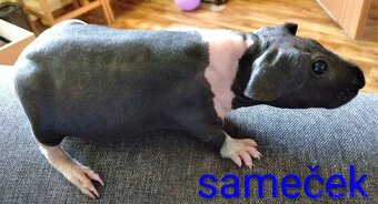 Sameček - 2