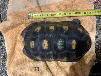 Suchozemská želva uhlířská - 2
