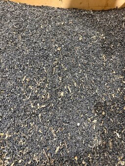 Slunečnice černá - 2