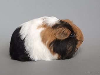 Dlouhosrsté morče plemene šeltie - 2