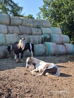 Kvalitní klisna - Irský cob - 2