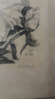 Obraz Max Švabinský Pivoňky - 2