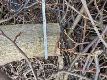 Orech kmen stromu - 2