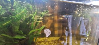 Akvarium 54 litrů - 2