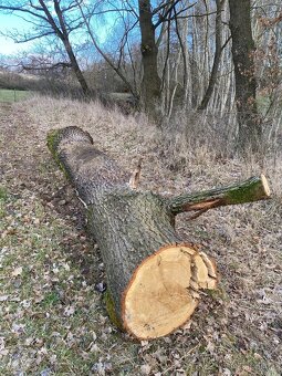 Dubová kulatina - 2