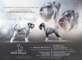Knírač střední pepř a sůl - 2
