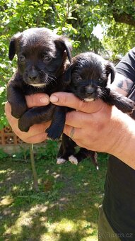 Štěňátko otec Papillon matka kříženec Phalene - 2