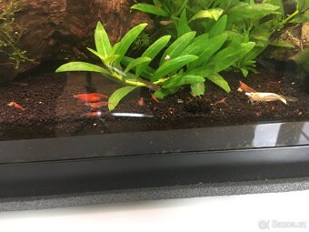 Krevetky Red Cherry - Neocaridina Davidi - 2