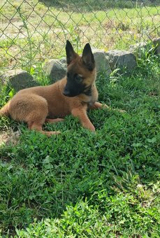 🐾 Aragorn – Malinois s PP, připravený na výzvy 🐾 - 2