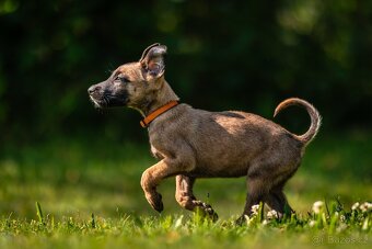 Belgický ovčák - Malinois s PP - 2