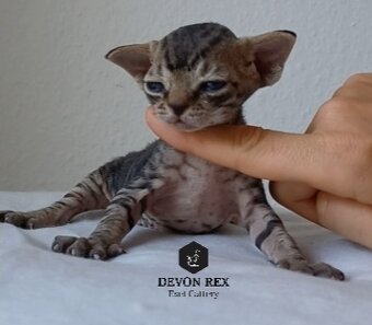Devon rex - 2
