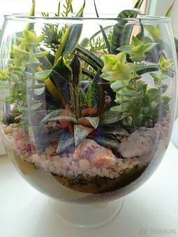 Florarium/Kompozice ze sukulentu ve vaze - 2