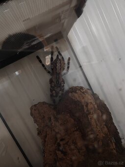 Poecilotheria Metallica, Regalis +dárek - 2