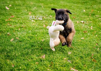 Belgický ovčák malinois PP - 2