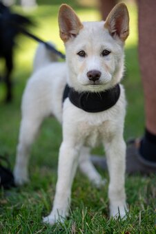 Štěně shiba inu - 2