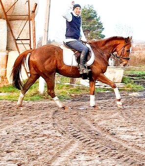 11 letý zkušený valach - 2