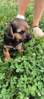 Prodám štěňata velšteriérů s PP - 2