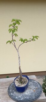 Bonsai třešeň - 2