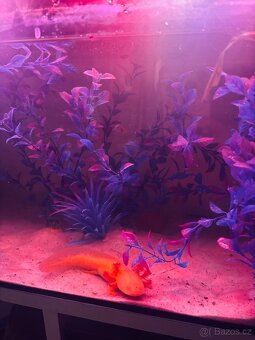 Axolotl + akvarium SPĚCHÁ - 2