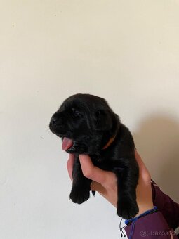 Labradorský retrívr - 2