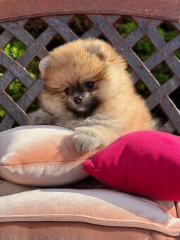 Pomeranian mini - 2