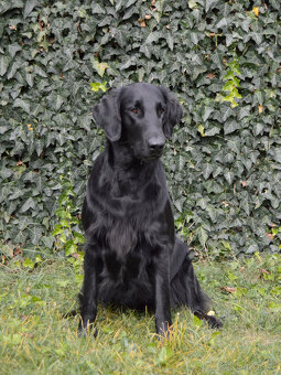 Flat coated retriever s PP Černí pejsci - 2