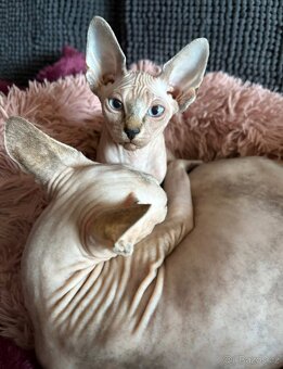 Koťátka - Kanadský Sphynx - 2
