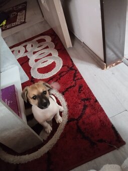 Jack Russell teriér - 2