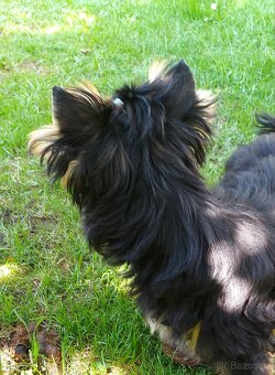 Yorkshire terrier (Black and tan) s PP - 2