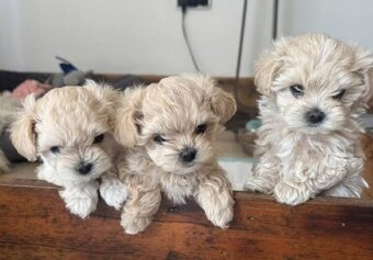 Maltipoo  bez  pp - 2