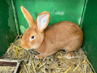 Burgundska samice s PP  prodam - 2