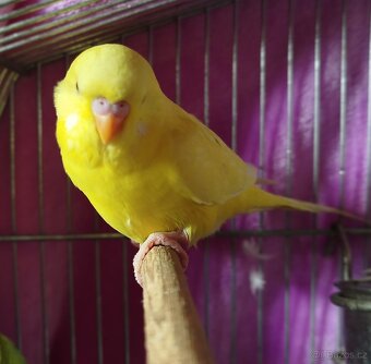 Andulka vlnkovaná, Andulky - Lutino - 2