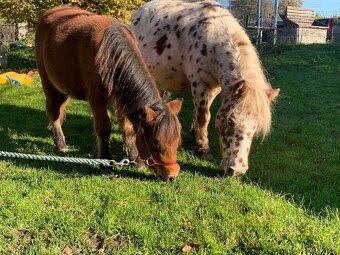 Mini pony bez původu - 2