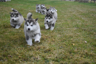 Aljašský malamut - štěňata - 2