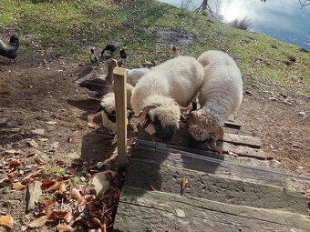 Walliserská ovce - 2