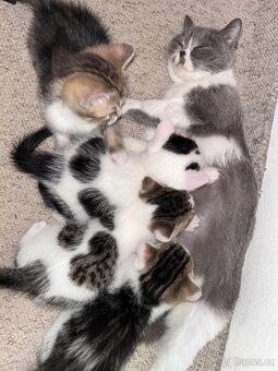 6 Rozkošných Koťátek (Máma Britka s PP x Pouliční Elegán) - 2