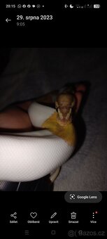 Krajta královská - 2