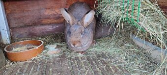 Samice vídeňský šedý - 2