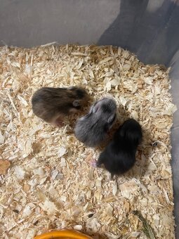 Křeček syrský - 2